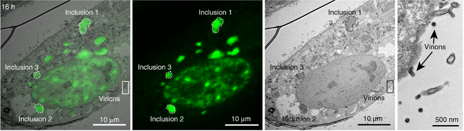 confocal_image